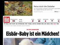 Bild zum Artikel: Im Zoo Hannover - Eisbär-Baby ist ein Mädchen!