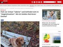 Bild zum Artikel: Dortmund - Floh vor Orkan 'Sabine' und befindet sich in 'Angstsituation': Wo ist Golden Retriever Emma?
