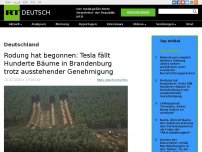 Bild zum Artikel: Rodung hat begonnen: Tesla fällt Hunderte Bäume in Brandenburg trotz ausstehender Genehmigung