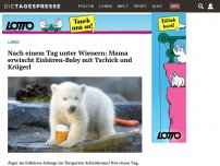 Bild zum Artikel: Nach einem Tag unter Wienern: Mama erwischt Eisbären-Baby mit Tschick und Krügerl