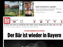 Bild zum Artikel: Tatzen-Abdrücke im Schnee - Der Bär ist wieder in Bayern