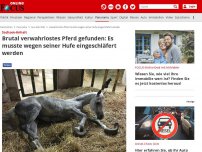 Bild zum Artikel: Sachsen-Anhalt - Brutal verwahrlostes Pferd gefunden: Es musste wegen seiner Hufe eingeschläfert werden