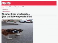 Bild zum Artikel: Alt-Bauer nach Hundebiss: 'Mädi wird eingeschläfert'