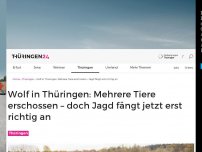 Bild zum Artikel: Wolf in Thüringen: Welpen erschossen! Jagd fängt jetzt erst richtig an