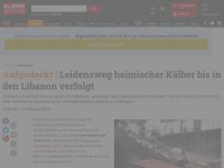 Bild zum Artikel: Leidensweg heimischer Kälber bis in den Libanon verfolgt