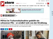 Bild zum Artikel: Strahlungsblocker : Mitten im Tschernobylreaktor gedeiht ein schwarzer Pilz – er ernährt sich von der Strahlung.