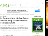 Bild zum Artikel: In Deutschland dürfen Sauen wochenlang fixiert werden - Schluss damit!