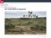 Bild zum Artikel: In wenigen Tagen gerodet: Der Tesla-Wald ist abgeholzt