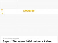 Bild zum Artikel: Bayern: Tierhasser tötet mehrere Katzen und legt sie auf Mittelstreifen einer Bundesstraße ab – 5.000 Euro Belohnung