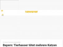 Bild zum Artikel: Bayern: Tierhasser tötet mehrere Katzen und legt sie auf Mittelstreifen einer Bundesstraße ab – 5.000 Euro Belohnung