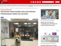 Bild zum Artikel: Unerwarteter Besucher - Verlorener Hund meldet sich auf örtlicher Polizeistation selbst als vermisst