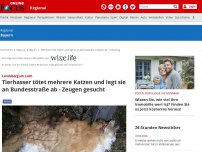 Bild zum Artikel: Landsberg am Lech - Tierhasser tötet mehrere Katzen und legt Kadaver an Straße - Fahndung