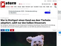Bild zum Artikel: Vermittlungsanreiz: Wer in Stuttgart einen Hund aus dem Tierheim adoptiert, zahlt nur den halben Steuersatz