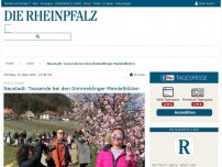 Bild zum Artikel: Neustadt: Tausende bei den Gimmeldinger Mandelblüten