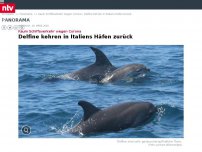 Bild zum Artikel: Kaum Schiffsverkehr wegen Corona: Delfine kehren in Italiens Häfen zurück