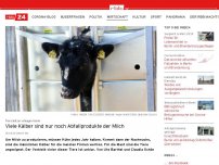 Bild zum Artikel: Tierschützer schlagen Alarm: Viele Kälber sind nur noch Abfallprodukte der Milch