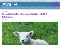 Bild zum Artikel: Tierquäler köpfen Lämmer auf Weide – 1.000 € Belohnung