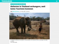 Bild zum Artikel: Als Folge der Corona-Krise: Elefanten in Thailand verhungern, weil keine Touristen kommen