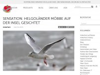 Bild zum Artikel: Sensation: Helgoländer Möbbe auf der Insel gesichtet