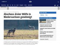 Bild zum Artikel: Landkreis Uelzen genehmigt Abschuss zweier Wölfe