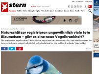 Bild zum Artikel: Gartenbesitzer sollen Tiere melden: Naturschützer registrieren ungewöhnlich viele tote Blaumeisen - gibt es eine neue Vogelkrankheit?