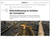 Bild zum Artikel: Brasilien: ﻿Rekord-Abholzung im Schatten der Corona-Krise