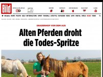 Bild zum Artikel: Gnadenhof vor dem Aus - Alten Pferden droht die Todes-Spritze