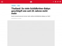 Bild zum Artikel: Thailand: So viele Schildkröten-Babys geschlüpft wie seit 20 Jahren nicht mehr