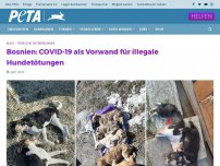 Bild zum Artikel: Bosnien: COVID-19 als Vorwand für illegale Hundetötungen