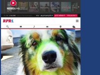Bild zum Artikel: Trier: Hund in mit Farbe besprüht
