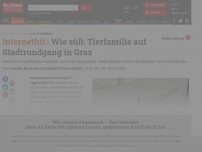 Bild zum Artikel: Wie süß: Tierfamilie auf Stadtrundgang in Graz