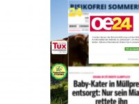 Bild zum Artikel: Baby-Kater in Müllpresse entsorgt: Nur sein Miauen rettete ihn