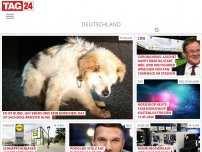 Bild zum Artikel: Er ist blind, hat Krebs und kein Herrchen: Das ist Sachsens ärmster Hund
