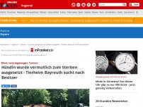 Bild zum Artikel: Bayreuth - Hündin zum Sterben ausgesetzt: Tierheim Bayreuth hat furchtbaren Verdacht