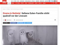 Bild zum Artikel: Drama in Nettetal: Seltene Eulen-Familie stirbt qualvoll vor der Livecam
