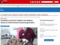 Bild zum Artikel: In Dortmund - Hundekot und Urin tropfen von Balkon: Hund in erbärmlichem Zustand gefunden