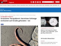 Bild zum Artikel: Anzeige gegen Unbekannt - Grausame Tierquälerei: Harmlose Schlange verknotet auf Straße gefunden - tot