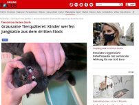 Bild zum Artikel: Tierschützer fordern Strafe - Grausame Tierquälerei: Kinder werfen Jungkatze aus dem dritten Stock
