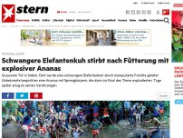 Bild zum Artikel: Grausamer Fall aus Indien: Mit Böllern befüllt: Schwangere Elefantenkuh stirbt nach Fütterung mit explosiver Ananas