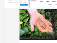 Bild zum Artikel: Kuppenheim – Präparierte Fleischwurst in Garten geworfen
