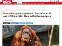 Bild zum Artikel: Überraschung bei Hagenbeck: Erstmals seit 15 Jahren! Orang-Utan-Baby in Hamburg geboren