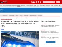 Bild zum Artikel: In Baden-Württemberg - Grausame Tat: Unbekannter schneidet Katze beide Vorderpfoten ab - Polizei bittet um Hilfe