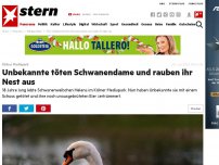 Bild zum Artikel: Kölner Mediapark: Unbekannte töten Schwanendame und rauben ihr Nest aus