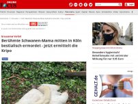 Bild zum Artikel: Köln - Kripo ermittelt: Mitten in Köln: Berühmte Schwanen-Mama bestialisch ermordet