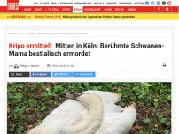 Bild zum Artikel: Kripo ermittelt: Mitten in Köln: Berühmte Schwanen-Mama bestialisch ermordet
