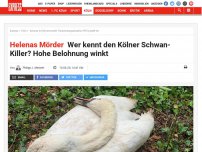 Bild zum Artikel: Schwan erschossen, Eier zerstört: Entsetzen in Köln – aber was erwartet den Killer?