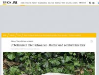 Bild zum Artikel: Kölner Tierschützer entsetzt: Unbekannter tötet Schwanen-Mutter und zerstört ihre Eier
