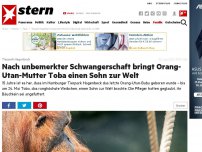 Bild zum Artikel: Tierpark Hagenbeck: Nach unbemerkter Schwangerschaft bringt Orang-Utan-Mutter Toba einen Sohn zur Welt