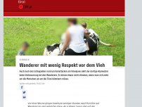 Bild zum Artikel: Wanderer mit wenig Respekt vor dem Vieh