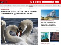 Bild zum Artikel: In Großbritannien - Jugendliche zerstörten ihre Eier: Schwanen-Mama stirbt an 'gebrochenem Herzen'